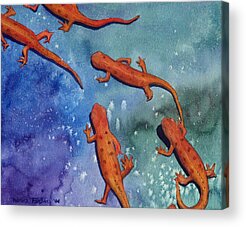 Salamander Acrylic Prints