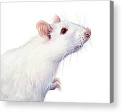 Lab Rat Acrylic Prints