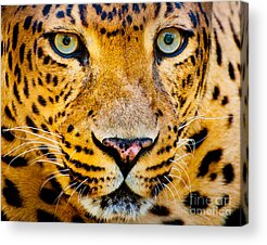 Designs Similar to Close Up Portrait Of Leopard