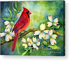 Male Northern Cardinal Paintings Acrylic Prints