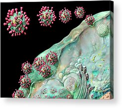 Cell Cycle Acrylic Prints