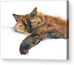 Calico Acrylic Prints