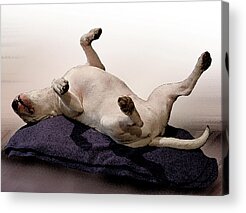 English Bull Terrier Acrylic Prints