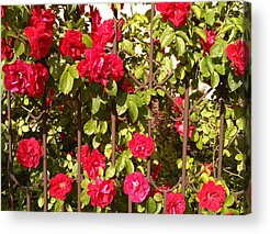 Red Bloom Acrylic Prints