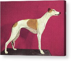 Greyhound Drawings Acrylic Prints