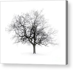 Frozen Fog Acrylic Prints