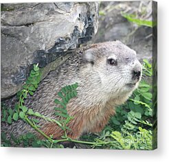 Brown White And Gray Colored Fur On Groundhog Hiding Under Rocks In East Acrylic Prints