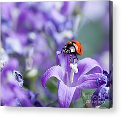 Red Spotted Purple Acrylic Prints
