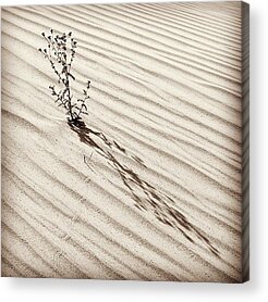 Desert Acrylic Prints
