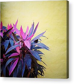 Mexico Acrylic Prints