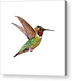 Annas Hummingbird Acrylic Prints