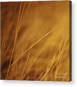 Meadow Gold Acrylic Prints