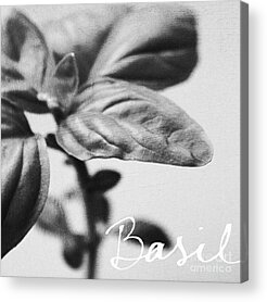 Basil Acrylic Prints