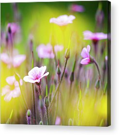 Meadow Cranesbill Acrylic Prints