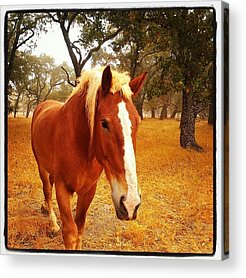 Brown Horse Acrylic Prints