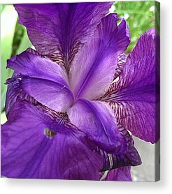 Purple Iris Acrylic Prints