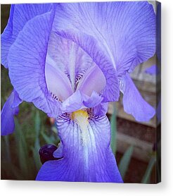 Iris Acrylic Prints