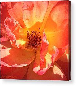 Portland Roses Acrylic Prints