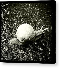 Snail Shell Acrylic Prints