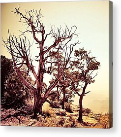 Dead Tree Acrylic Prints