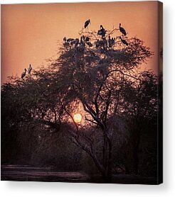 Stork Acrylic Prints