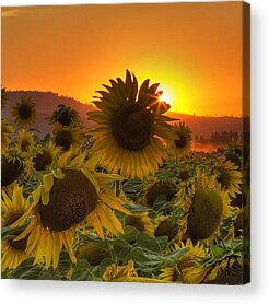 Sunflowers Acrylic Prints