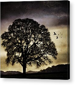Bare Oak Tree Acrylic Prints