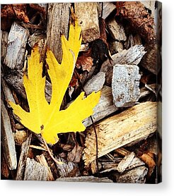 Maple Leaf Acrylic Prints