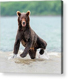 Yogi Bear Acrylic Prints
