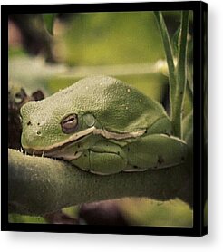 Green Tree Frog Acrylic Prints