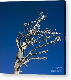 Frostn Acrylic Prints