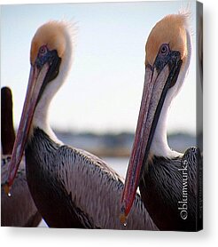 Live Acrylic Prints