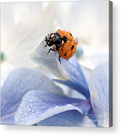 Ladybug Acrylic Prints