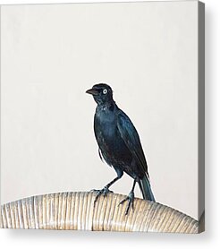 Grackle Acrylic Prints