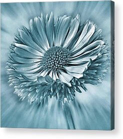 Beauty In Nature Acrylic Prints