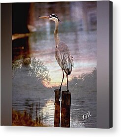 Heron Acrylic Prints