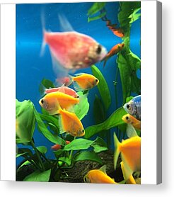 Fish Tanks Acrylic Prints
