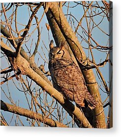 Horned Owl Acrylic Prints