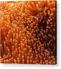 Clown Fish Photos Acrylic Prints