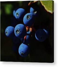 Blueberry Bushes Acrylic Prints