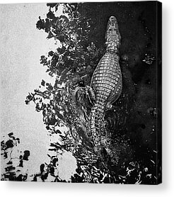 Crocodile Acrylic Prints