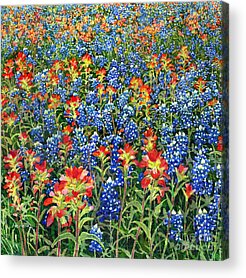 Indian Paintbrush Acrylic Prints