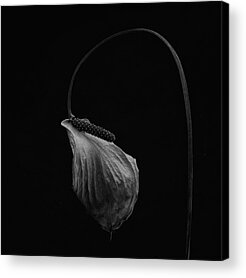 Anthurium Flower Acrylic Prints