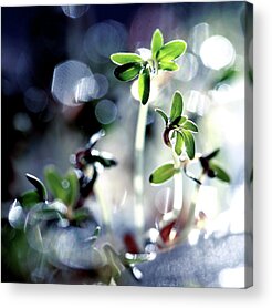 Fresh Start Acrylic Prints