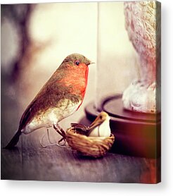 Robin Red Breast Acrylic Prints