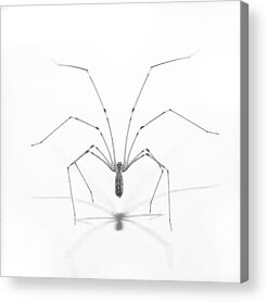 Spider Acrylic Prints