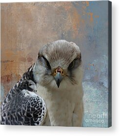 Lanner Falcon Acrylic Prints