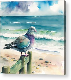 Feral Pigeon Acrylic Prints