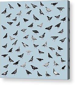 Homing Pigeon Acrylic Prints