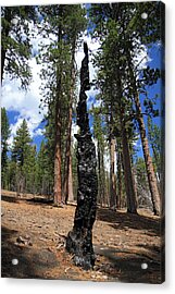 Burnt Tree In Lassen Volcanic National Park Photograph by ...
